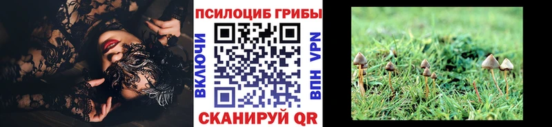 Купить закладки  Новозыбков  Галлюциногенные грибы Psilocybe 